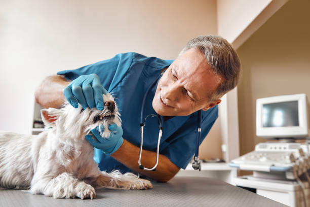 Best Urgent Tooth Repair  in Bushnell, FL